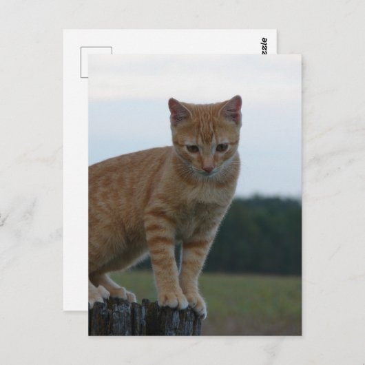 Adorable Ginger Kitten in der Country-Fotografie Postkarte (Vorne/Hinten)