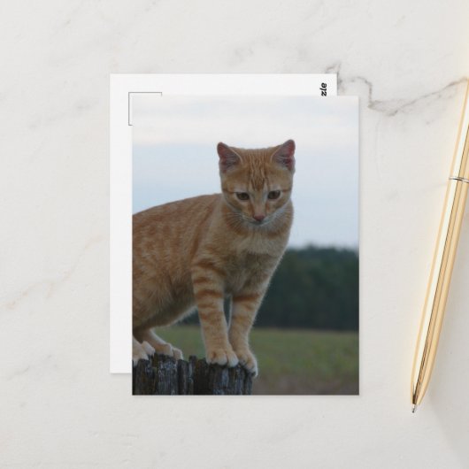 Adorable Ginger Kitten in der Country-Fotografie Postkarte (Vorderseite/Rückseite Beispiel)
