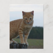 Adorable Ginger Kitten in der Country-Fotografie Postkarte (Vorderseite)