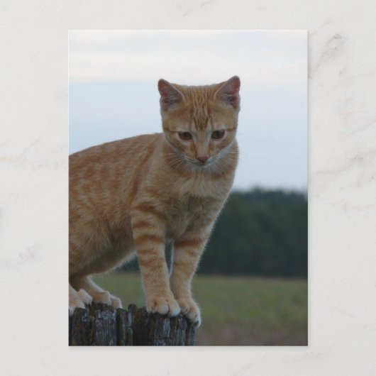 Adorable Ginger Kitten in der Country-Fotografie Postkarte (Vorderseite)