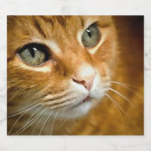 Adorable Ginger Tabby Cat Posing Pet Portrait Bierflaschenetikett (Einzelnes Label)