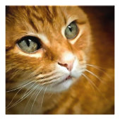 Adorable Ginger Tabby Cat Posing Pet Portrait Fotodruck (Vorne)
