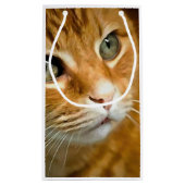 Adorable Ginger Tabby Cat Posing Pet Portrait Kleine Geschenktüte (Rückseite)