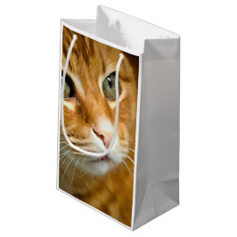 Adorable Ginger Tabby Cat Posing Pet Portrait Kleine Geschenktüte