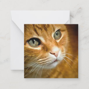 Adorable Ginger Tabby Cat Posing Pet Portrait Mitteilungskarte