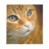Adorable Ginger Tabby Cat Posing Pet Portrait Notizblock (Vorderseite)