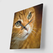 Adorable Ginger Tabby Cat Posing Pet Portrait Quadratische Wanduhr (Winkel)