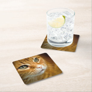 Adorable Ginger Tabby Cat Posing Pet Portrait Rechteckiger Pappuntersetzer