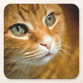 Adorable Ginger Tabby Cat Posing Pet Portrait Rechteckiger Pappuntersetzer (Vorderseite)