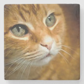 Adorable Ginger Tabby Cat Posing Pet Portrait Steinuntersetzer (Vorderseite)