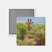 Adorable Giraffe, die seinen Kopf über den Bäumen Magnet (Vorderseite/Rückseite)