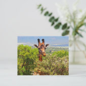 Adorable Giraffe, die seinen Kopf über den Bäumen  Postkarte (Stehend Vorderseite)