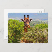Adorable Giraffe, die seinen Kopf über den Bäumen  Postkarte (Vorne/Hinten)