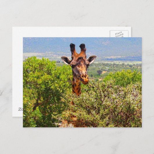 Adorable Giraffe, die seinen Kopf über den Bäumen  Postkarte (Vorne/Hinten)