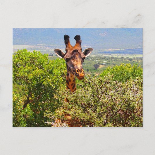 Adorable Giraffe, die seinen Kopf über den Bäumen Postkarte (Vorderseite)