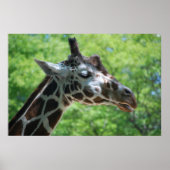 Adorable Giraffe Poster (Vorne)