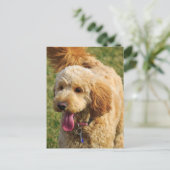 Adorable Goldendoodle Dog Postkarte (Stehend Vorderseite)