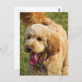 Adorable Goldendoodle Dog Postkarte (Vorne/Hinten)