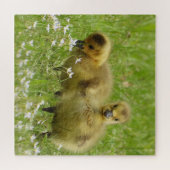 Adorable Goose Babies - Goslings Puzzle (Horizontal)