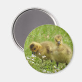 Adorable Goslings (Canada-Gans) Magnet (Vorderseite/Rückseite)