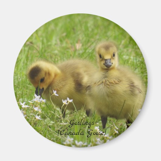 Adorable Goslings (Canada-Gans) Magnet (Vorne)