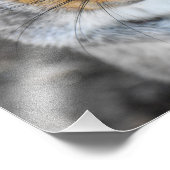 Adorable Grau Eichhörnchen Fotodruck (Ecke)