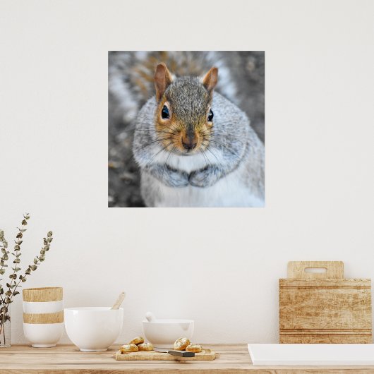 Adorable Grau Eichhörnchen Poster (Küche)