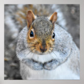 Adorable Grau Eichhörnchen Poster (Vorne)