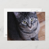 Adorable Gray Cat Postkarte (Vorne/Hinten)