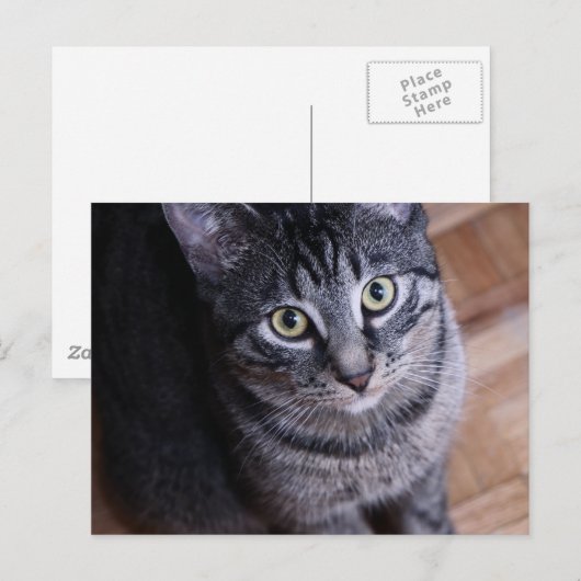 Adorable Gray Cat Postkarte (Vorne/Hinten)