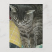 Adorable Gray Sleepy Tabby Kitty Postkarte (Vorderseite)
