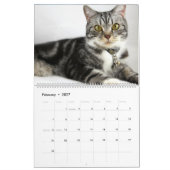 Adorable Gray Tabbies 2022 Kalender (Feb 2027)