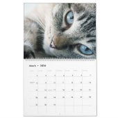 Adorable Gray Tabbies 2022 Kalender (Mär 2026)