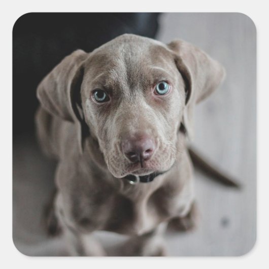 Adorable Grey Labrador Puppy Docker Quadratischer Aufkleber (Vorderseite)