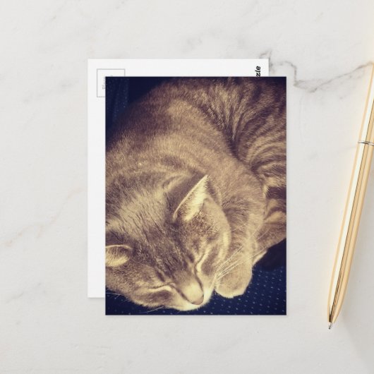 adorable grey tabby cat sleeping postkarte (Vorderseite/Rückseite Beispiel)