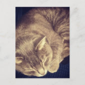 adorable grey tabby cat sleeping postkarte (Vorderseite)