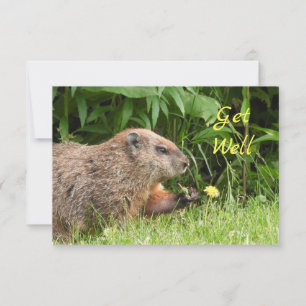 Adorable Groundhog Pflücken Blume WERDEN GUT