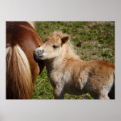 Adorable Haflinger Foal Poster (Vorne)