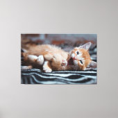 Adorable Happy Kitten Canvas Print Picture 6 Leinwanddruck (Vorderseite)