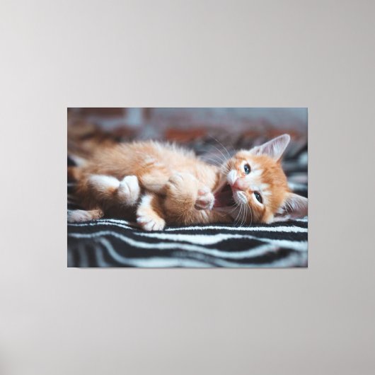 Adorable Happy Kitten Canvas Print Picture 6 Leinwanddruck (Vorderseite)