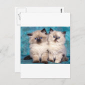 Adorable "Hug Me" Persische Kätzchen Postkarte (Vorne/Hinten)