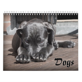 Adorable Hunde Kalender
