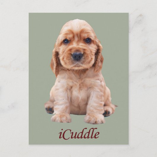 Adorable iCuddle Cocker Spaniel Postkarte (Vorderseite)