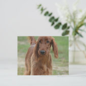 Adorable Irish Setter Postkarte (Stehend Vorderseite)