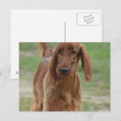 Adorable Irish Setter Postkarte (Vorne/Hinten)