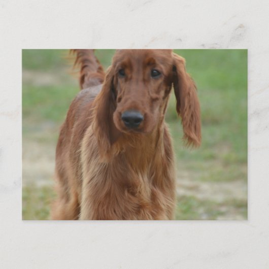 Adorable Irish Setter Postkarte (Vorderseite)