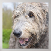 Adorable Irish Wolfhound Poster (Vorne)