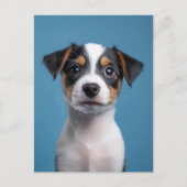 Adorable Jack Russell Terrier Puppy Portrait Postkarte (Vorderseite)