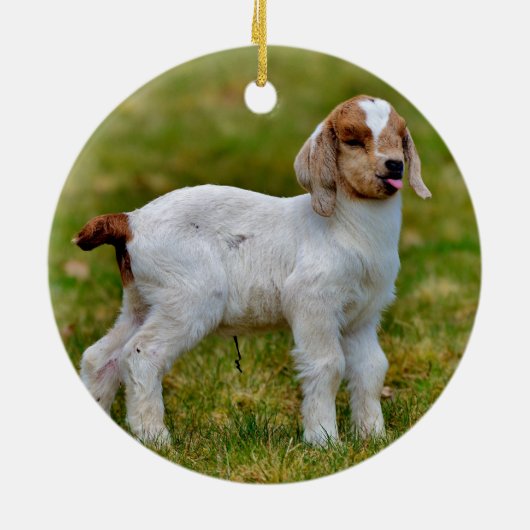 Adorable junge Boerziege Keramik Ornament (Hinten)