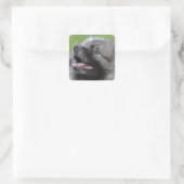 Adorable Keeshond Quadratischer Aufkleber (Tasche)